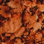 Coping with Seasonal Affective Disorder: How to Protect Your Mental Health This Holiday Season